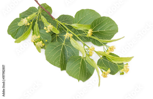 Branch of the flowering linden on a white background