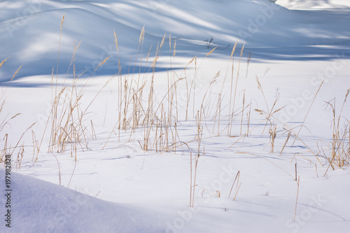 Snowy cold Winter. Drifts. Frozen reeds stick out of the snow. The frozen lake. landscape.