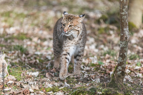 Lynx Animal © AB Photography