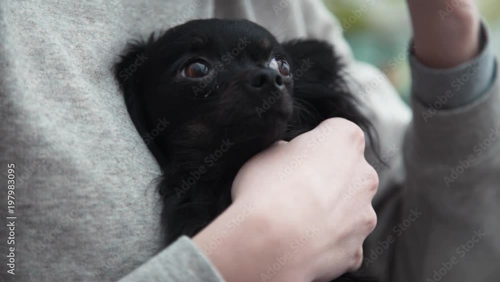 Female hands strokes cute black chihuahua dog in sofa at living room Female hands strokes cute black chihuahua dog in sofa at living room