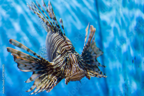 カサゴ・水中・アクアリウム・熱帯