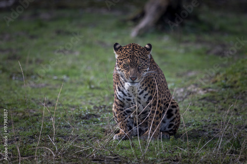 Jaguar Animal