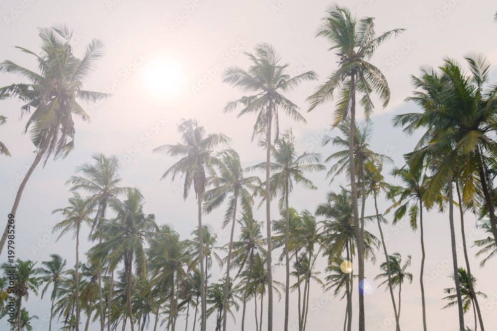 Obraz premium High palm trees against the blue sky.