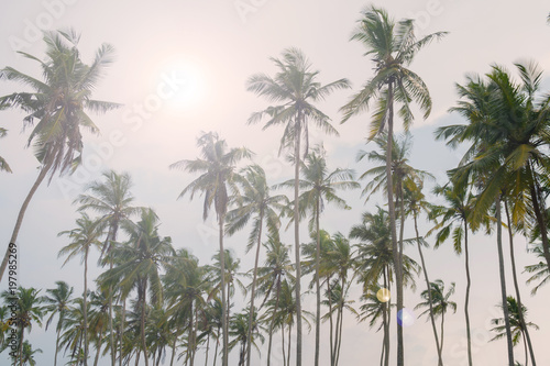 High palm trees against the blue sky. © sandipruel