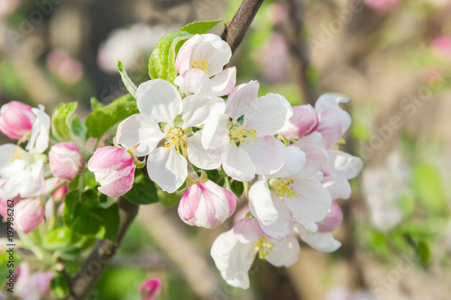 Flowering branch of apple tree on a blurred background