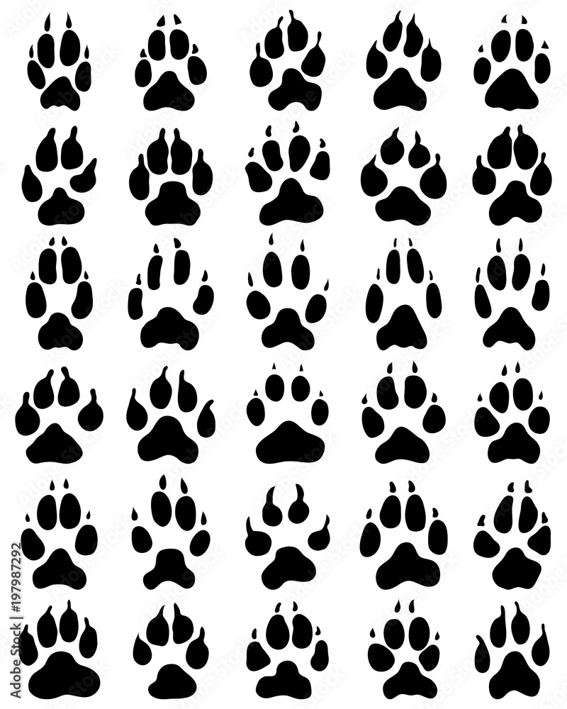 Fototapeta premium Black print of dogs paws on white background, vector