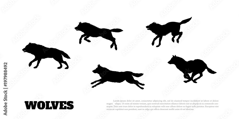 Obraz premium Czarne sylwetki stada wilków na białym tle. .Bieganie drapieżników. Zwierzęta leśne