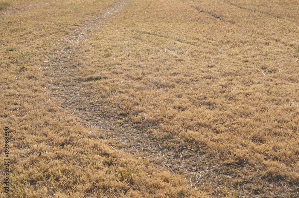 Naklejka premium cherry