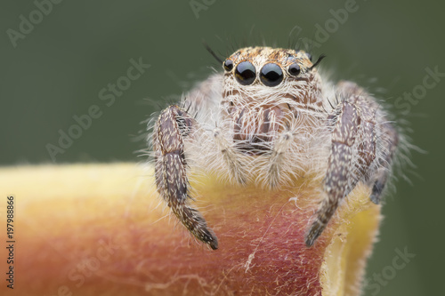 Super macro female Hyllus diardi or Jumping spider on stem