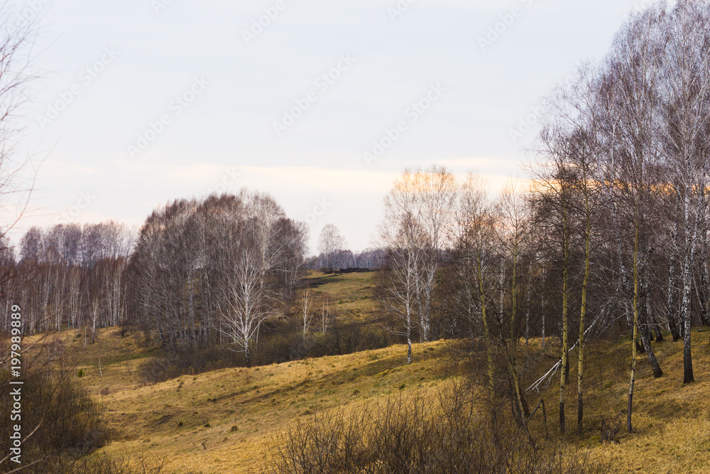 Fototapeta premium early spring nature
