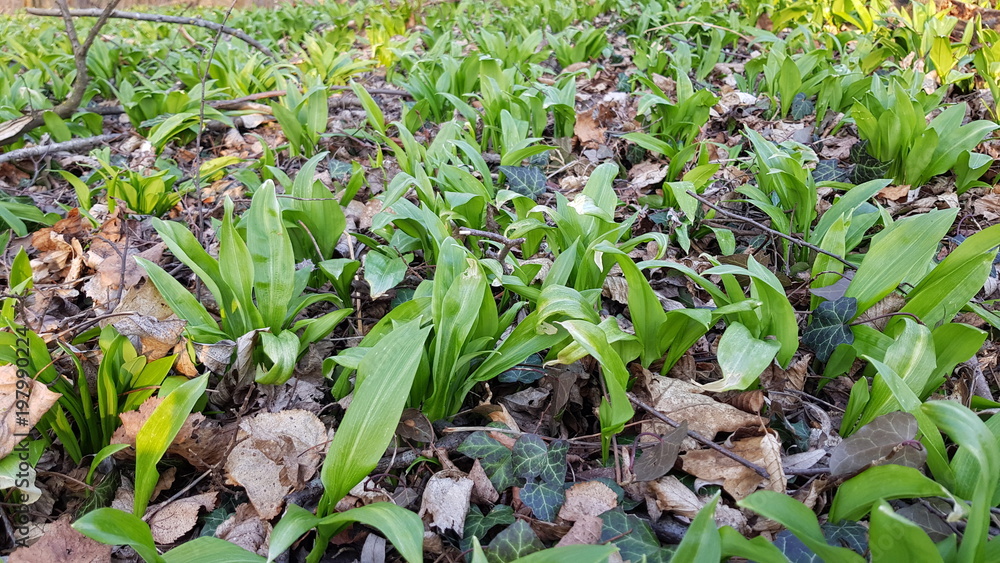 field of wild garlic bear wood field of wild garlic bear wood