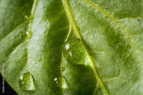 Green leaf macro with water drops. Dew drops on young green sprouts, macro.