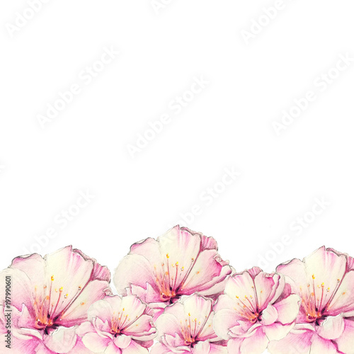 colorful sakura flower