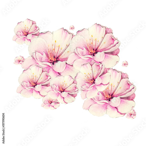 colorful sakura flower