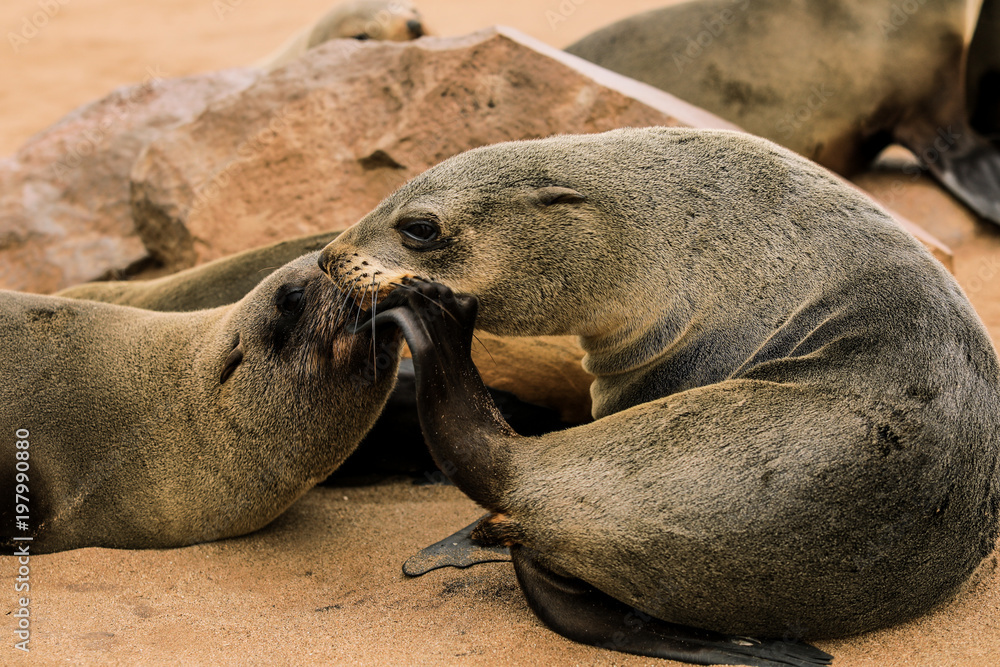 Fototapeta premium Whispering in confidence, seals on the coast of Namibia