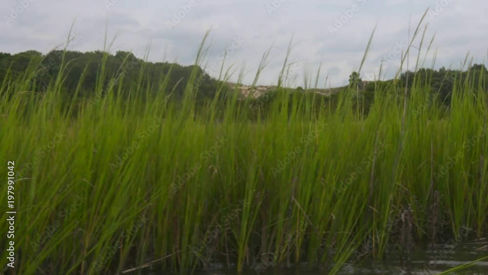 a salt marsh at the coast a salt marsh at the coast