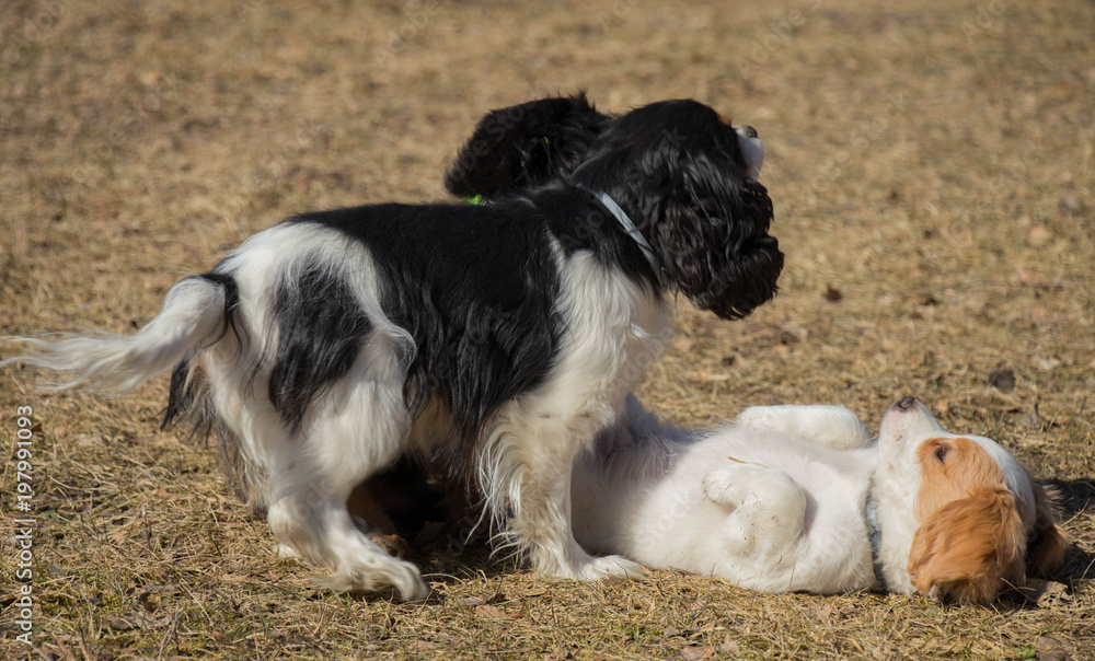 small sweet puppies palying outside at sunny spring day small sweet puppies palying outside at sunny spring day