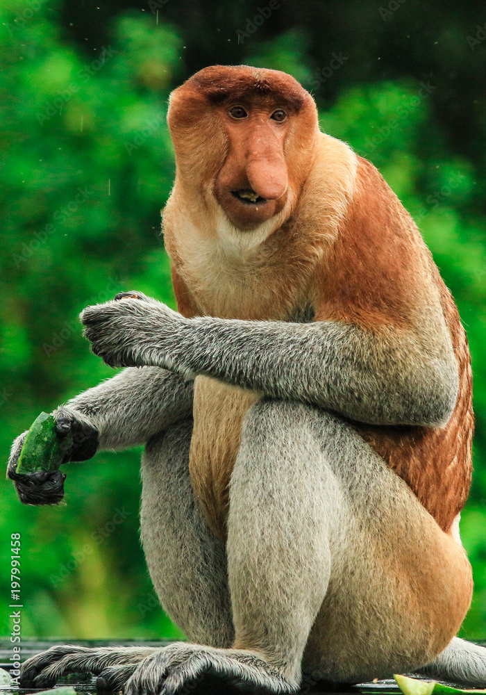 Naklejka premium Big nose monkey, proboscis monkey .