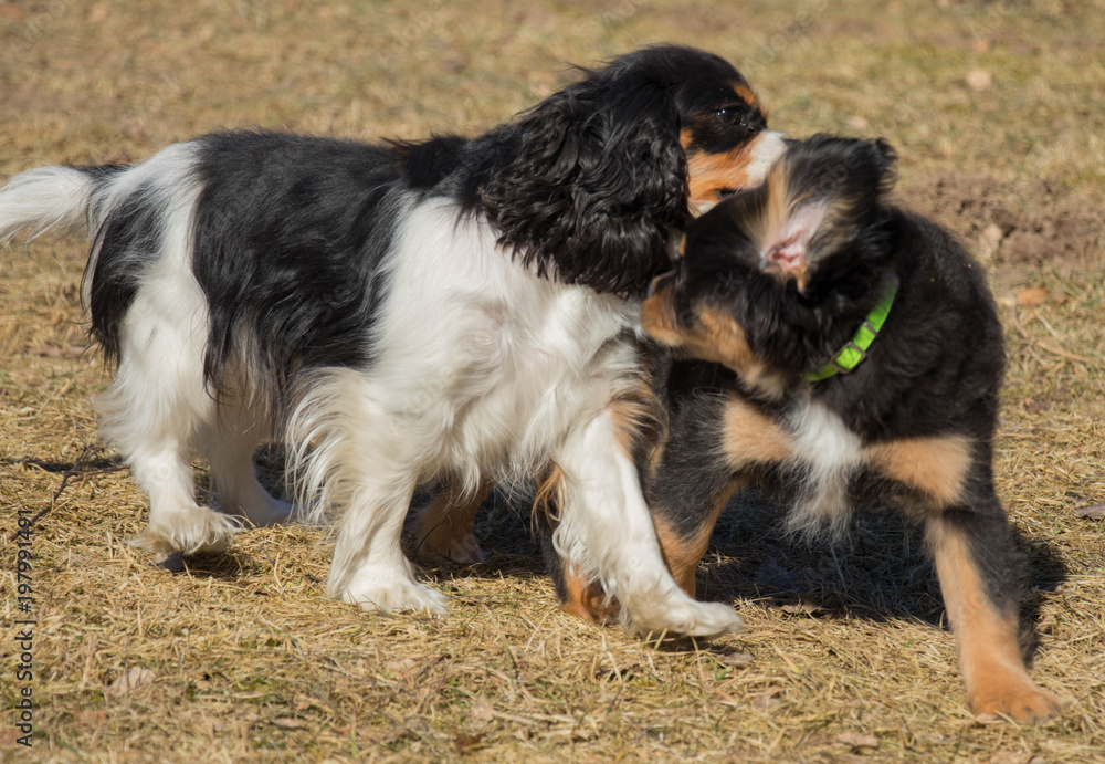 small sweet puppies palying outside at sunny spring day 