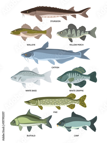Vector collection of different kinds of freshwater fish