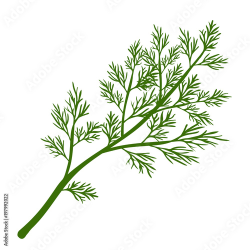 Fresh dill. Green vegetables. Cartoon green dill close-up. Vector illustration.