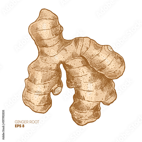 Ginger root colored illustration. Vintage style. Vector illlustration