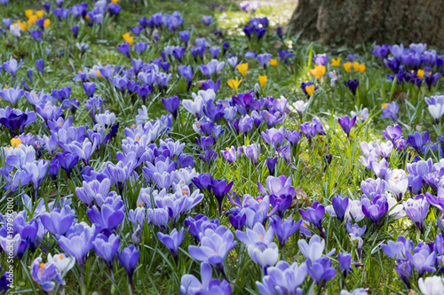 Wiese mit lila Krokussen