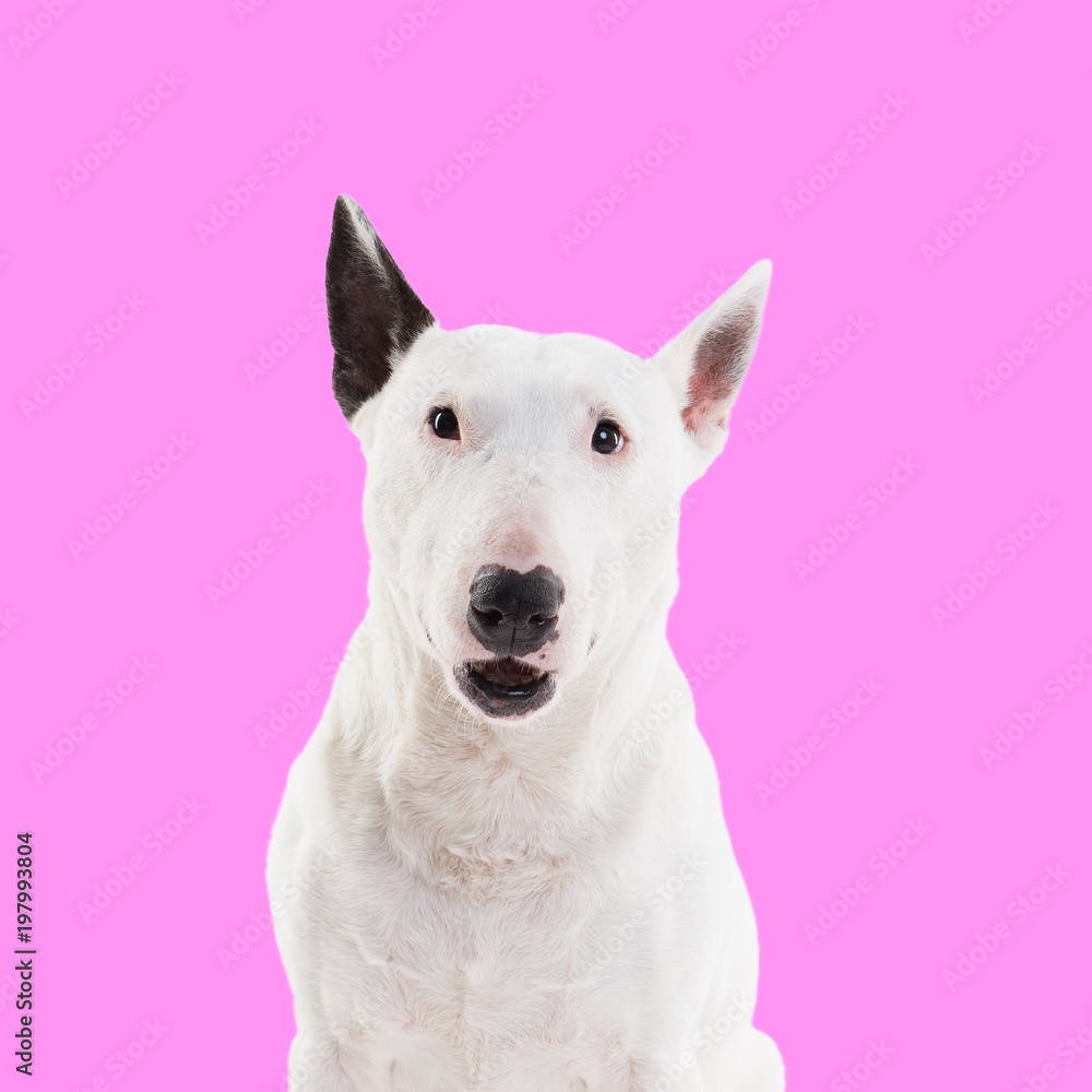 bull terrier on a pink background in the studio