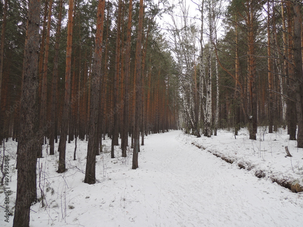 Fototapeta premium Winter forest