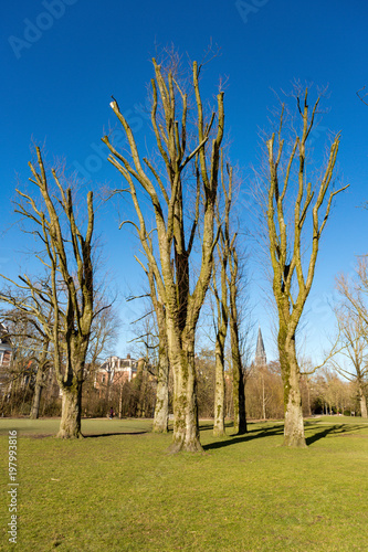 Pruned trees the Amsterdam Vondelpark in the Netherlands. photo