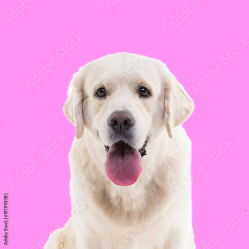 portrait of a golden retriever on a pink background