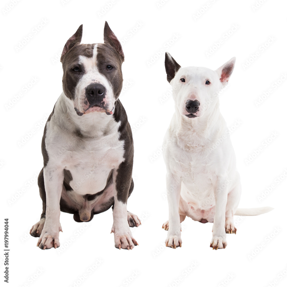 two dogs fighting breeds - American pit bull terrier and bull terrier - sit on a white background in studio isolated