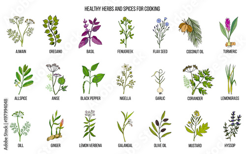 Hand drawn set of culinary herbs and spices