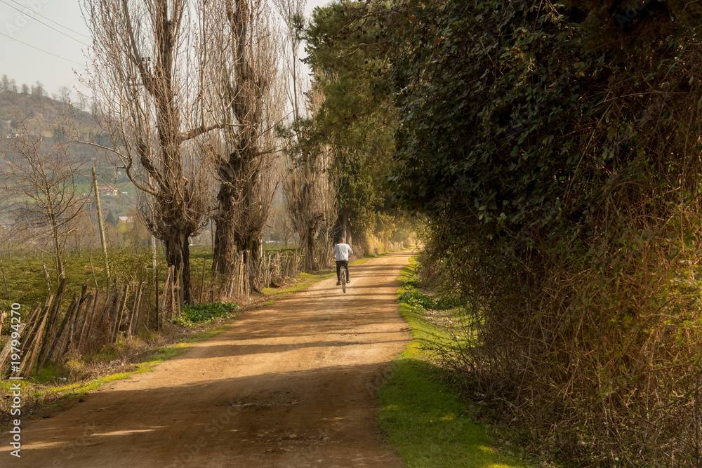 Country road to tea field farm with morning sun light effect. Dramatic, rural and scenic leading road photo. Country road to tea field farm with morning sun light effect. Dramatic, rural and scenic leading road photo.