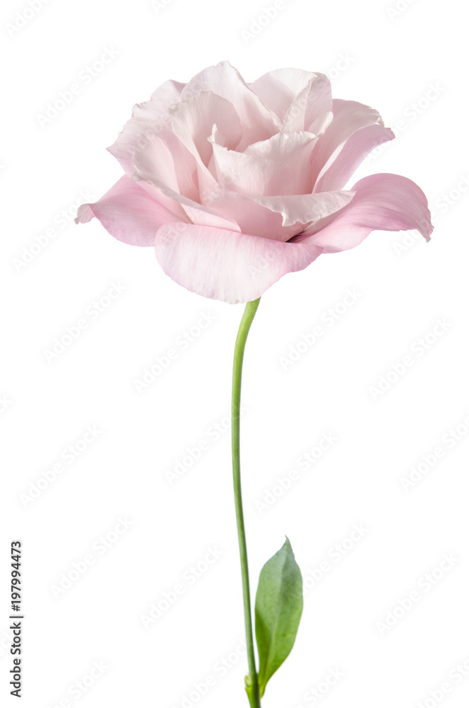 Beautiful Eustoma flower isolated on white background