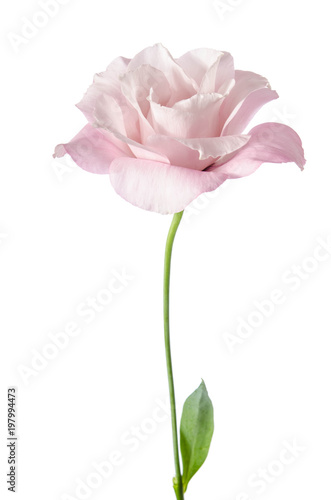 Beautiful Eustoma flower isolated on white background