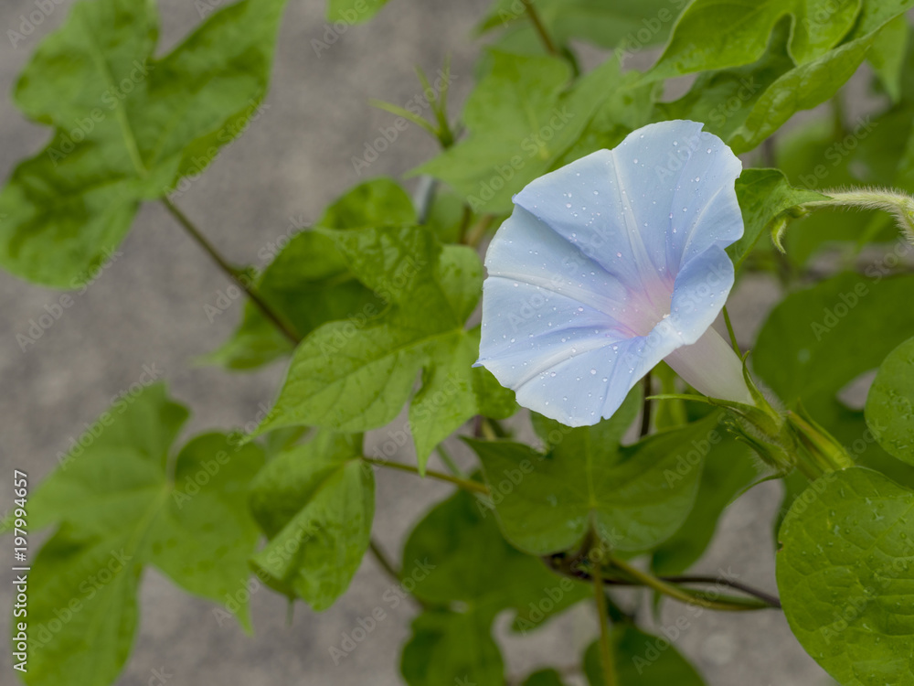 朝顔 1000_F_197994657_1n8Ya8JL5ObHB