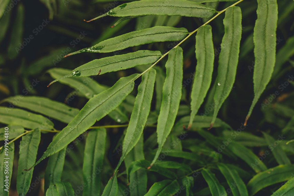green leaves of the subtropical bush green leaves of the subtropical bush