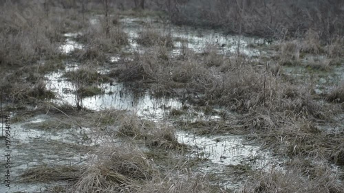 Wallpaper Mural Spring swamp, swamp landscape, bog forest with standing water. Torontodigital.ca