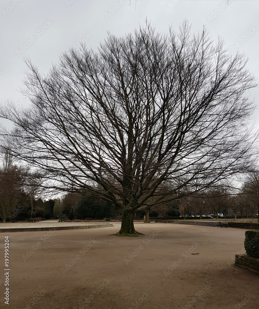 Naklejka premium Baum 3