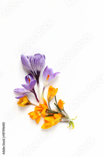 Spring, Easter floral composition. Yellow and violet crocuses flowers on white wooden background. Vertical Styled stock photo. Flat lay, top view. Decorative corner.