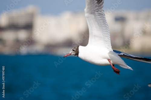 A seagull is flying over the sea