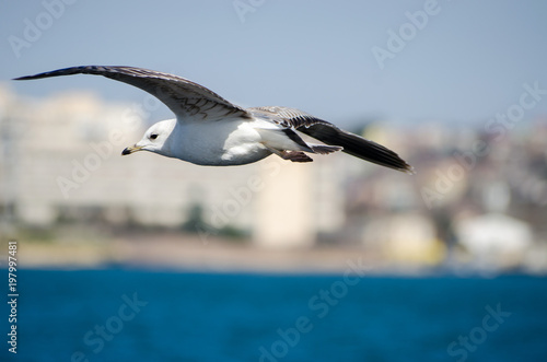 A seagull is flying over the sea