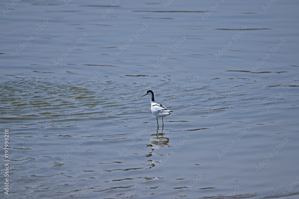 The birds of the sea The birds of the sea
