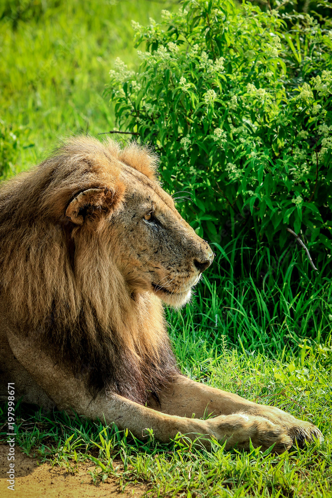 Head of Sitting Lion, King of Beasts, Mikumi National Park, Tanzania Head of Sitting Lion, King of Beasts, Mikumi National Park, Tanzania