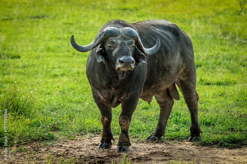 Big Black Buffalo  Mikumi National Park  Tanzania  Africa  