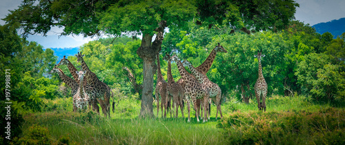 Nice Giraffes running in the African Safari, Tanzania