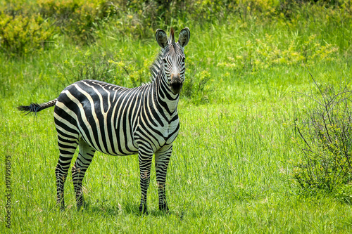 Standing Zebra  Mikumi  National Park  Tanzania