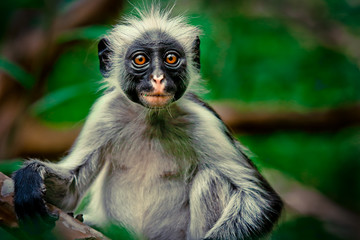 Fototapete Sansibar Neugieriger Colobus Affe im Jozani Wald  © Dave