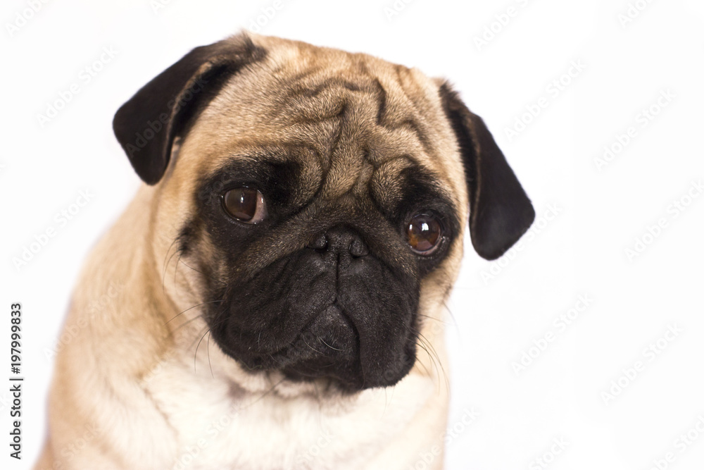 The pug dog sits and looks directly into the camera. Sad big eyes.